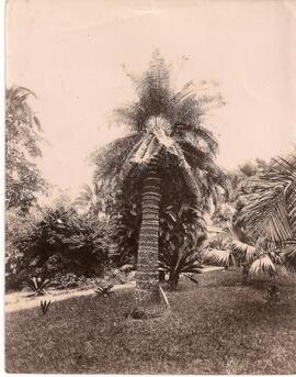 Palmera