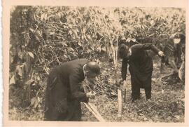 Victor Manuel Sanabria y el Presbítero Benjamín Núñez Vargas cortando matas de café.